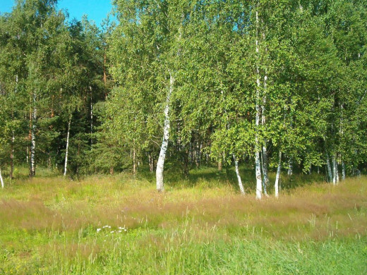 35859 (a): :1024x768